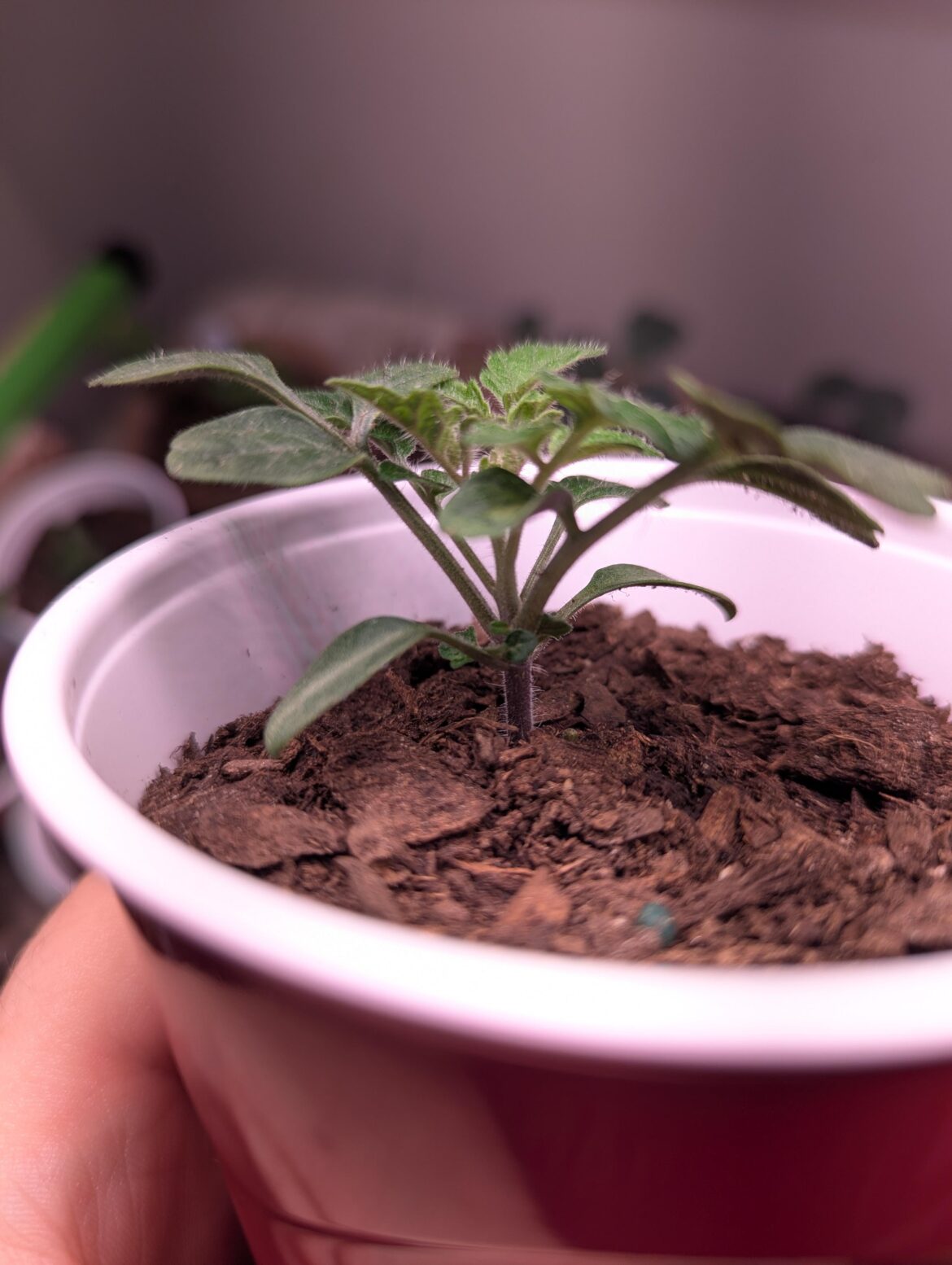 Suckers on seedlings?