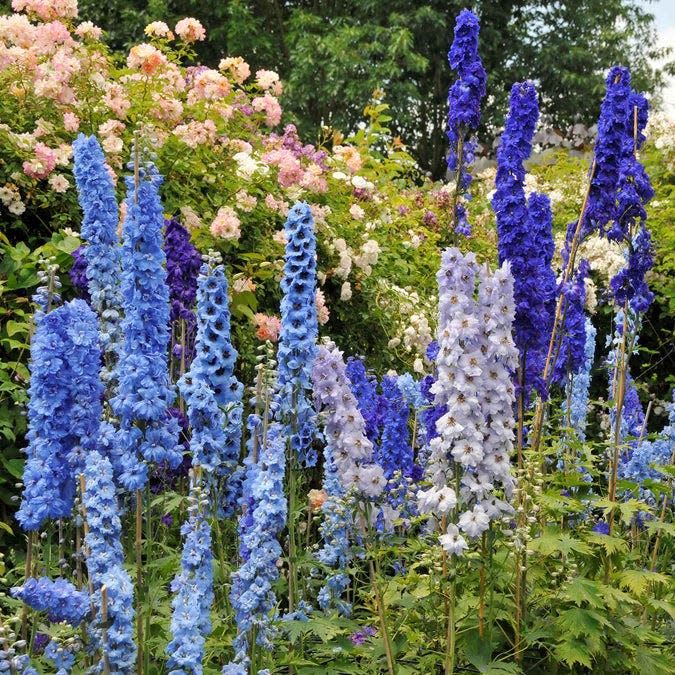 How to Grow and Care for Delphiniums
