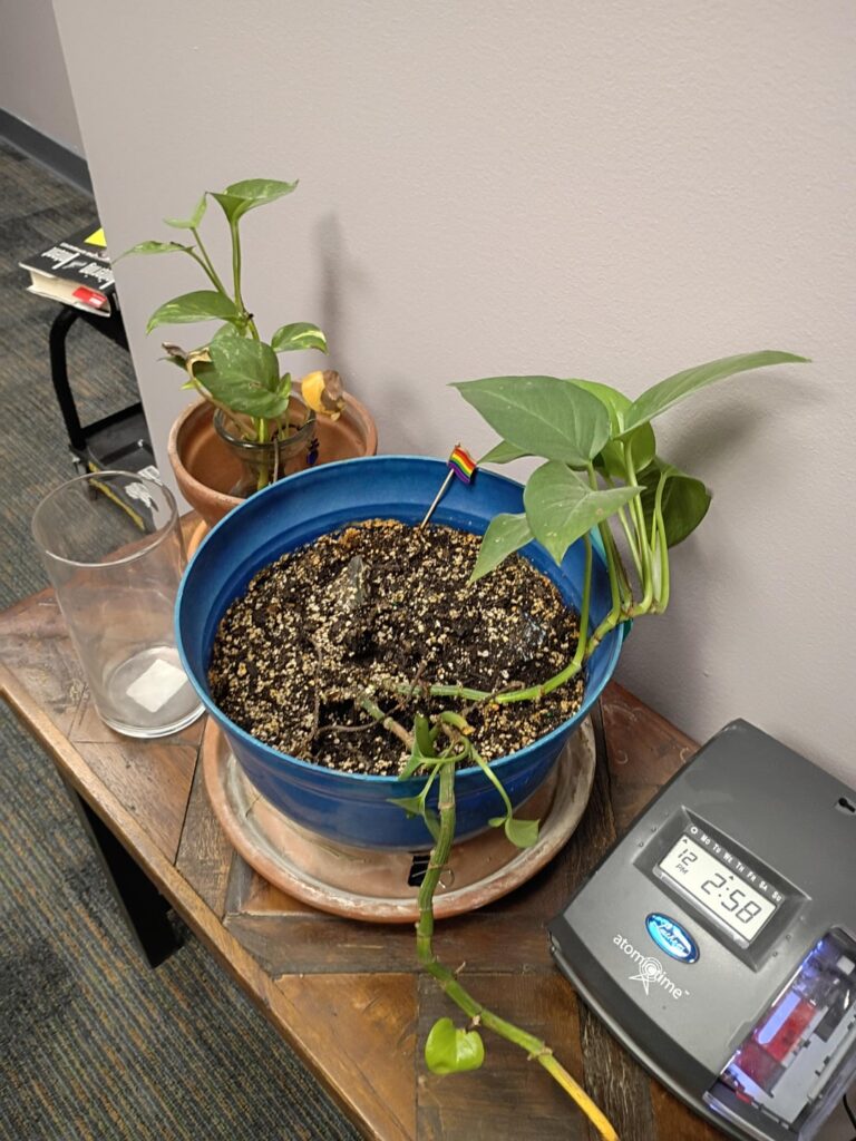 Inherited these office pothos, need advice