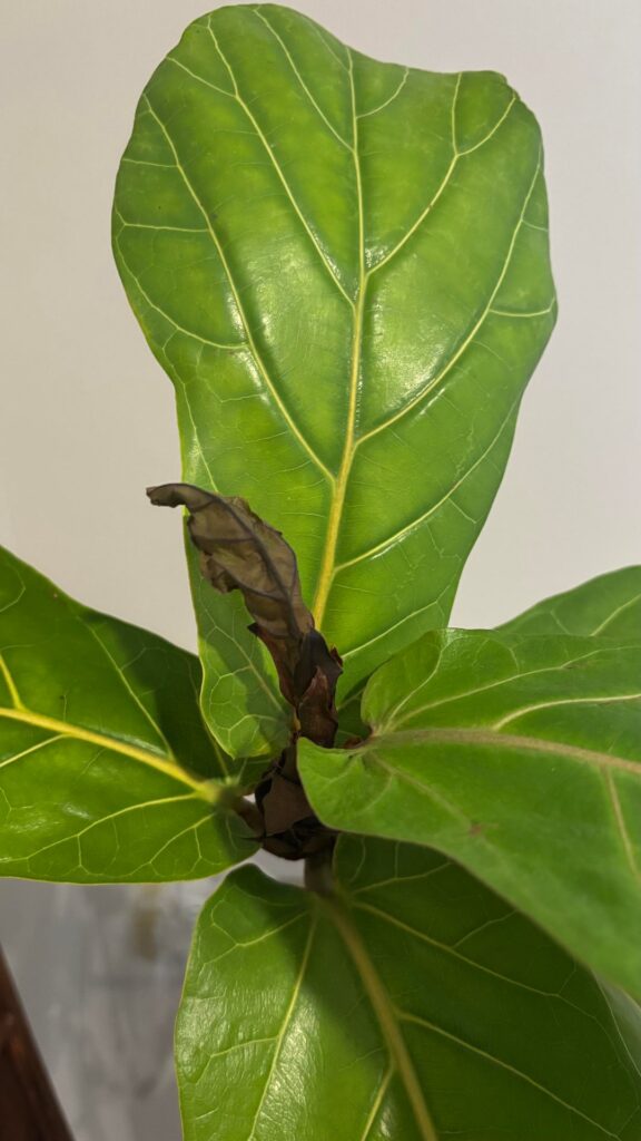 I was given this FLF. The newest sprouted leaf died. Is there a chance more will grow? I know it looks pitiful in general.