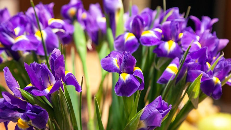 Close-up bouquet of fresh flowers of purple irises with yellow petals and green stems. The concept of opening a flower shop in big shopping mall