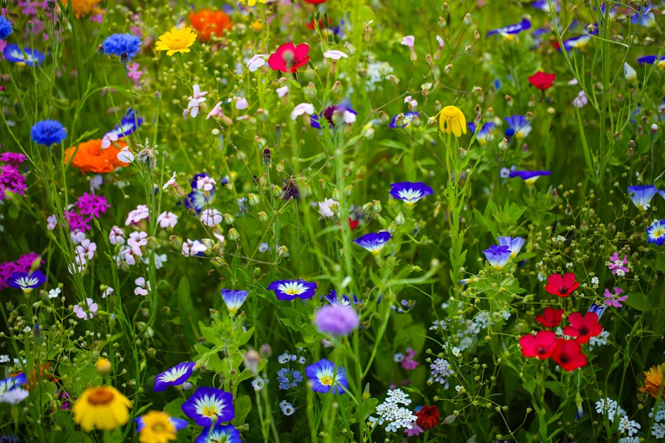 Wildflowers in a colorful mix, mössinger summermeadow, blue sky