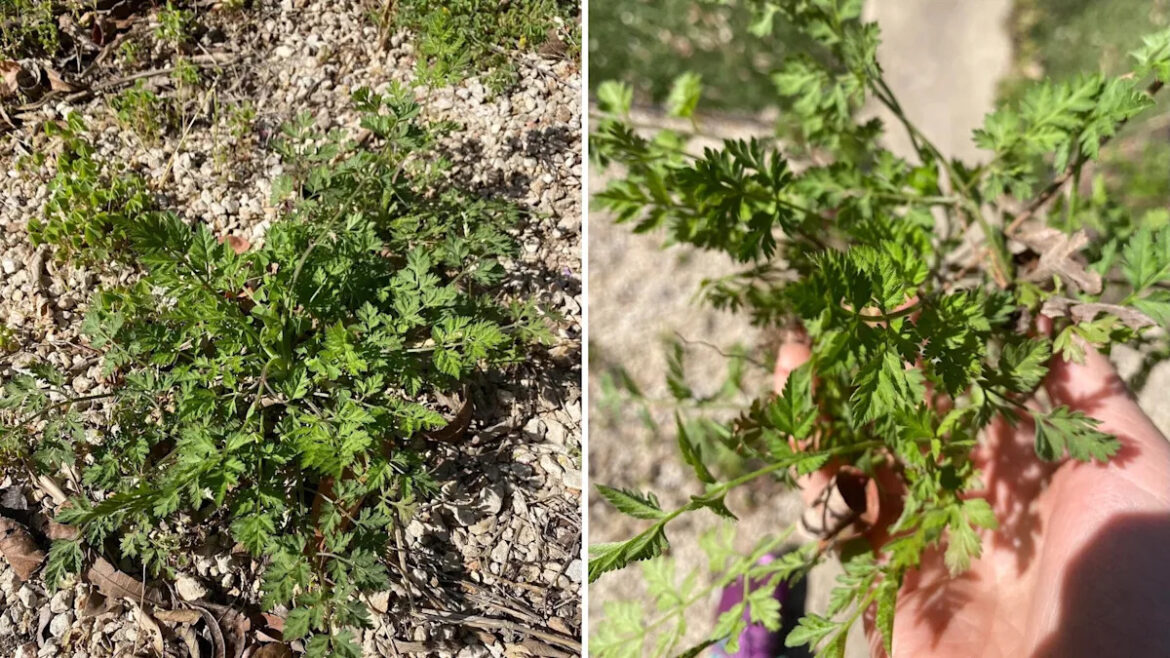 Yahoo lifestyle home