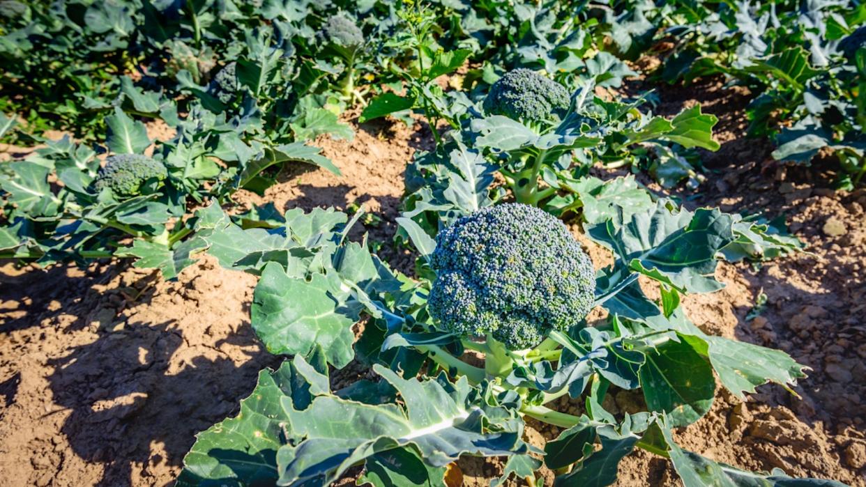 Mature Broccoli or Brassica oleracea plants in the field ready for harvesting. The plant is grown organically and the leaves are partially eaten by caterpillars and other insects.