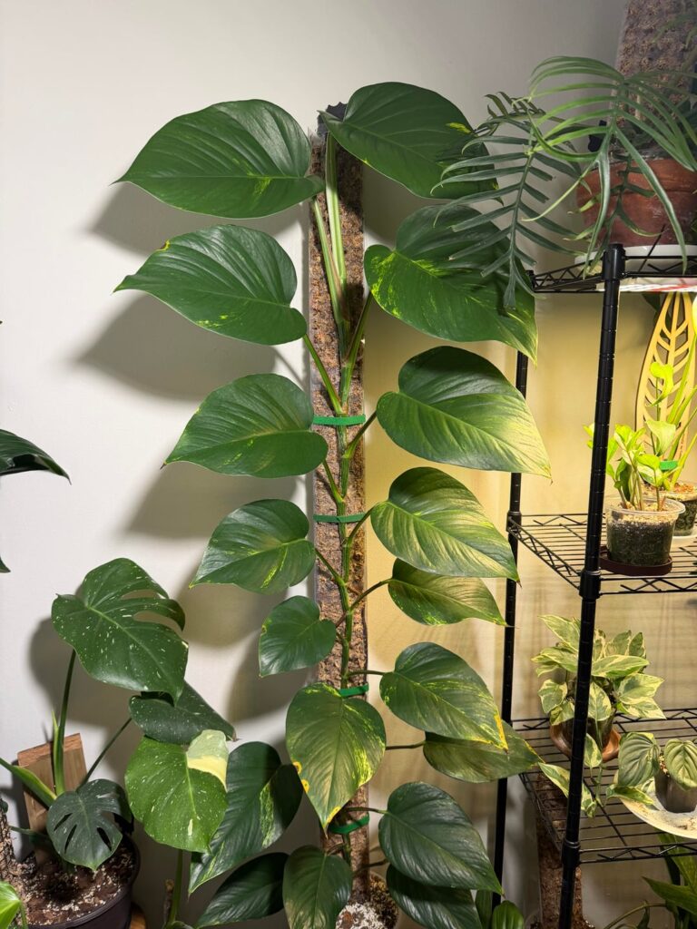 Golden Pothos - Sudden yellowing and brown spots.