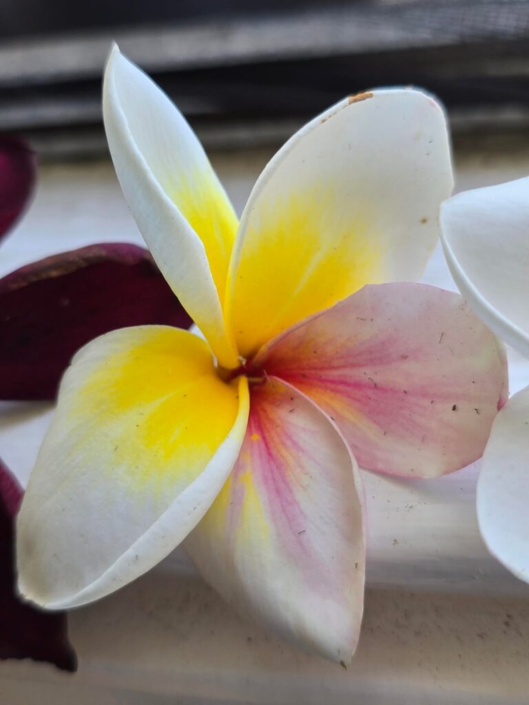 Half + half Franjiapinis – from our usually white and yellow plant Half + half Franjiapinis - from our usually white and yellow plant