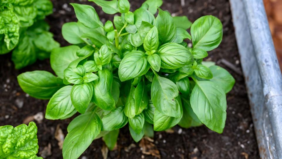 Sweet Basil growing in rich garden soil in a raised planter bed in a kitchen garden, fresh herbs for cooking