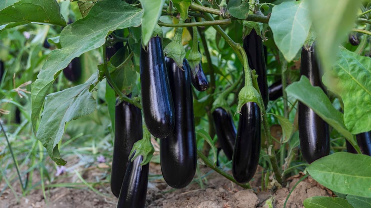 Multiple eggplants hanging from the branches of a plant in a garden. The eggplants are mature and ready for harvest, with vibrant green foliage in the background.