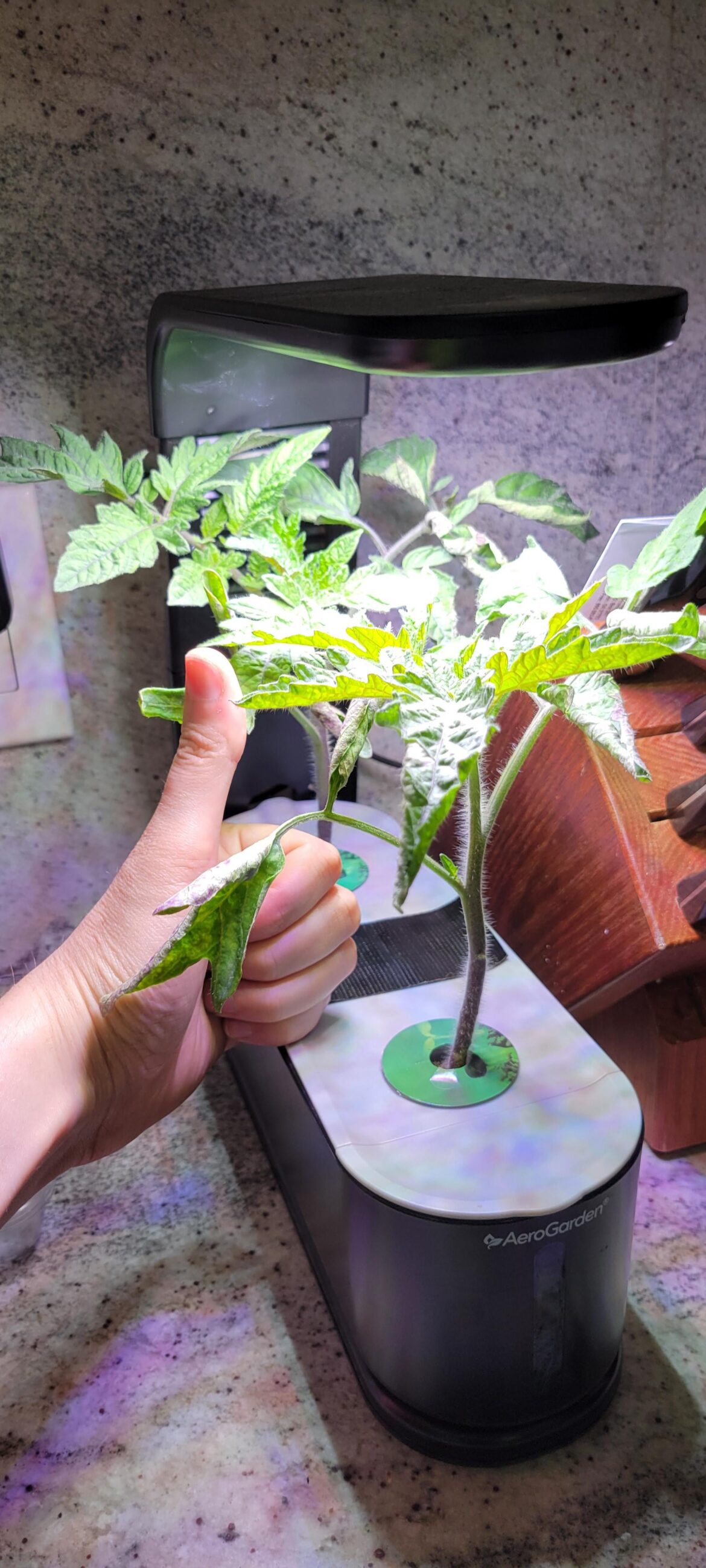 My 3 and 1/2 week old tomato plants :)