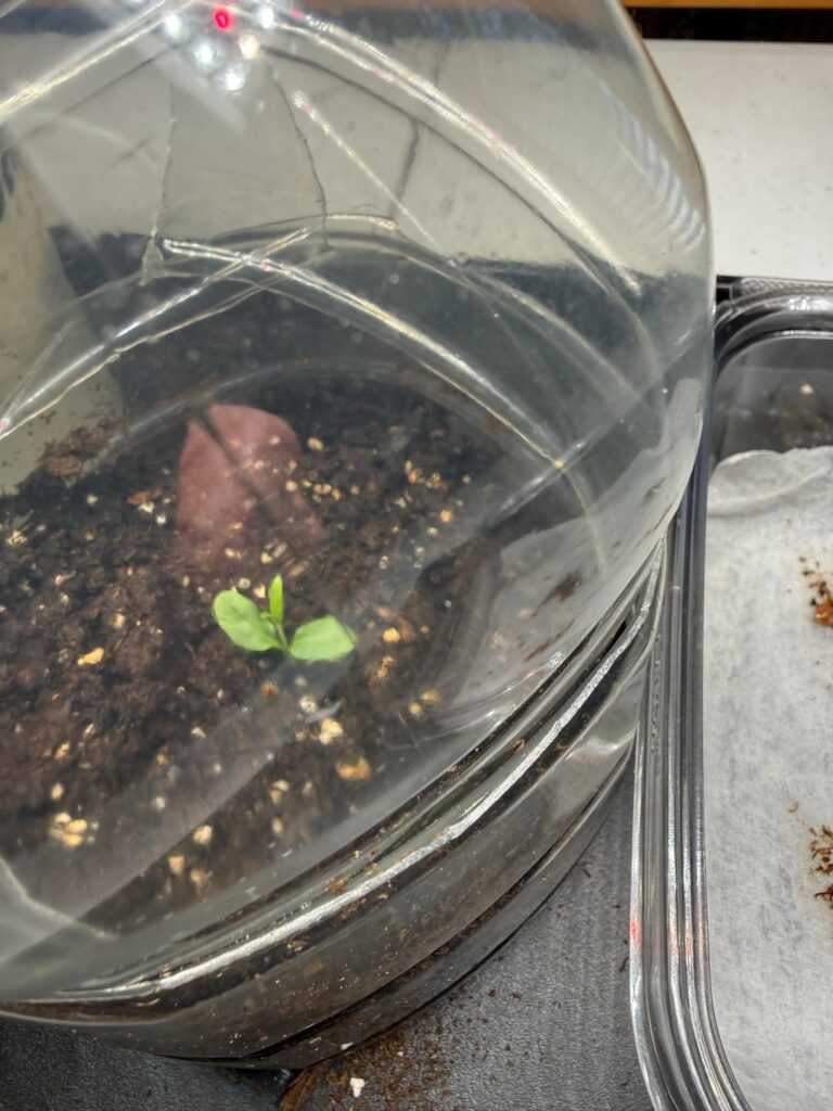 Couple of seedling questions Couple of seedling questions
