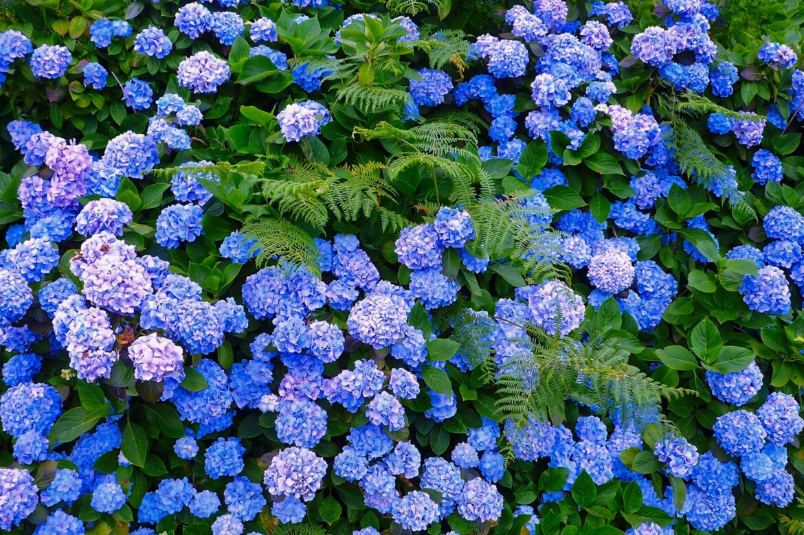 HORTENSIA. (Hydrangea Macrophilla)