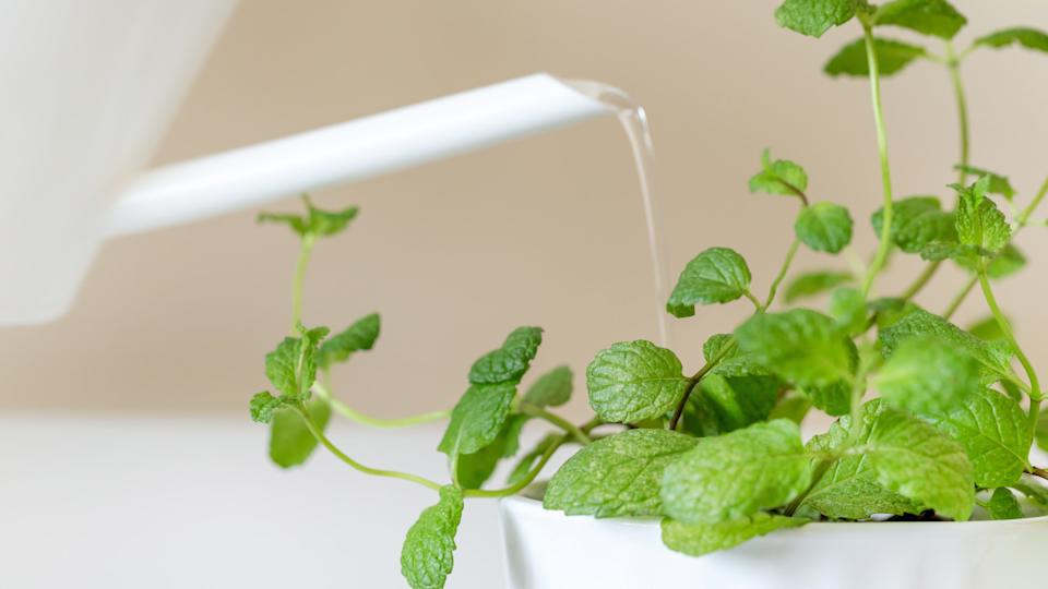 MintVinnikava Viktoryia &sol; Shutterstock&period;com