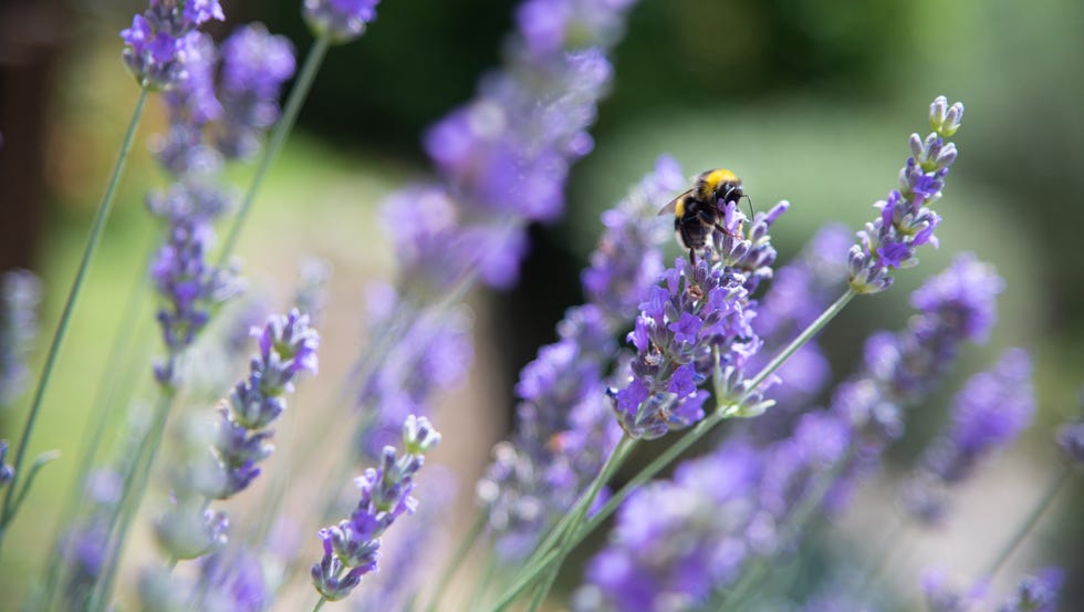 lavender flowers with a bee on one of the blossoms