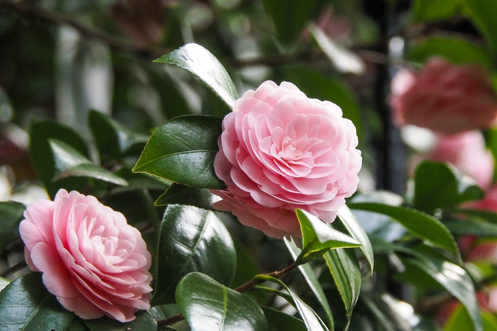 Camellia'Otome-tsubaki' Camellia'Otome-tsubaki'