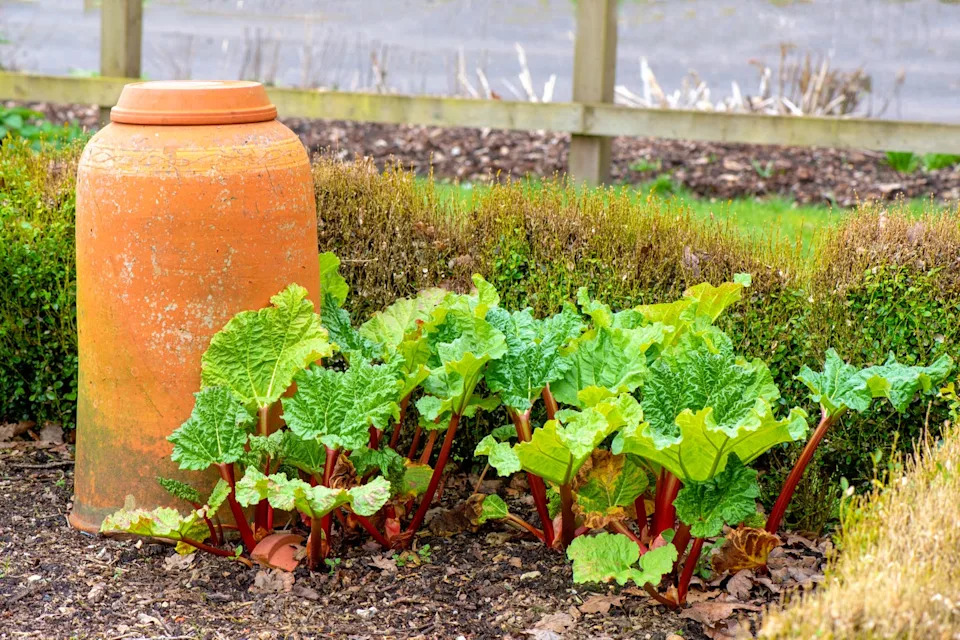 Close-up image of spring Rhubarb growing in a vegetable garden with terracotta bell shaped Forcer or Forcing pot