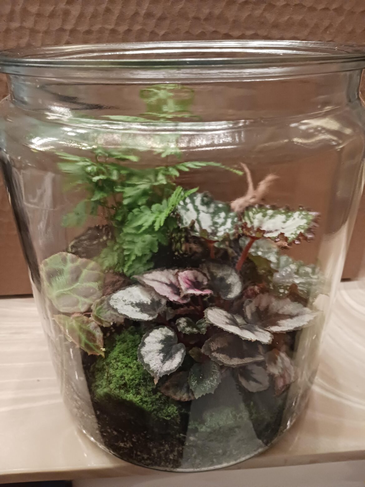 Begonia terrarium one month old Begonia terrarium one month old
