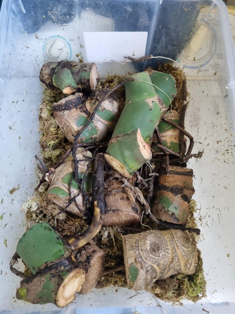 Time for some wet sticks propagation.