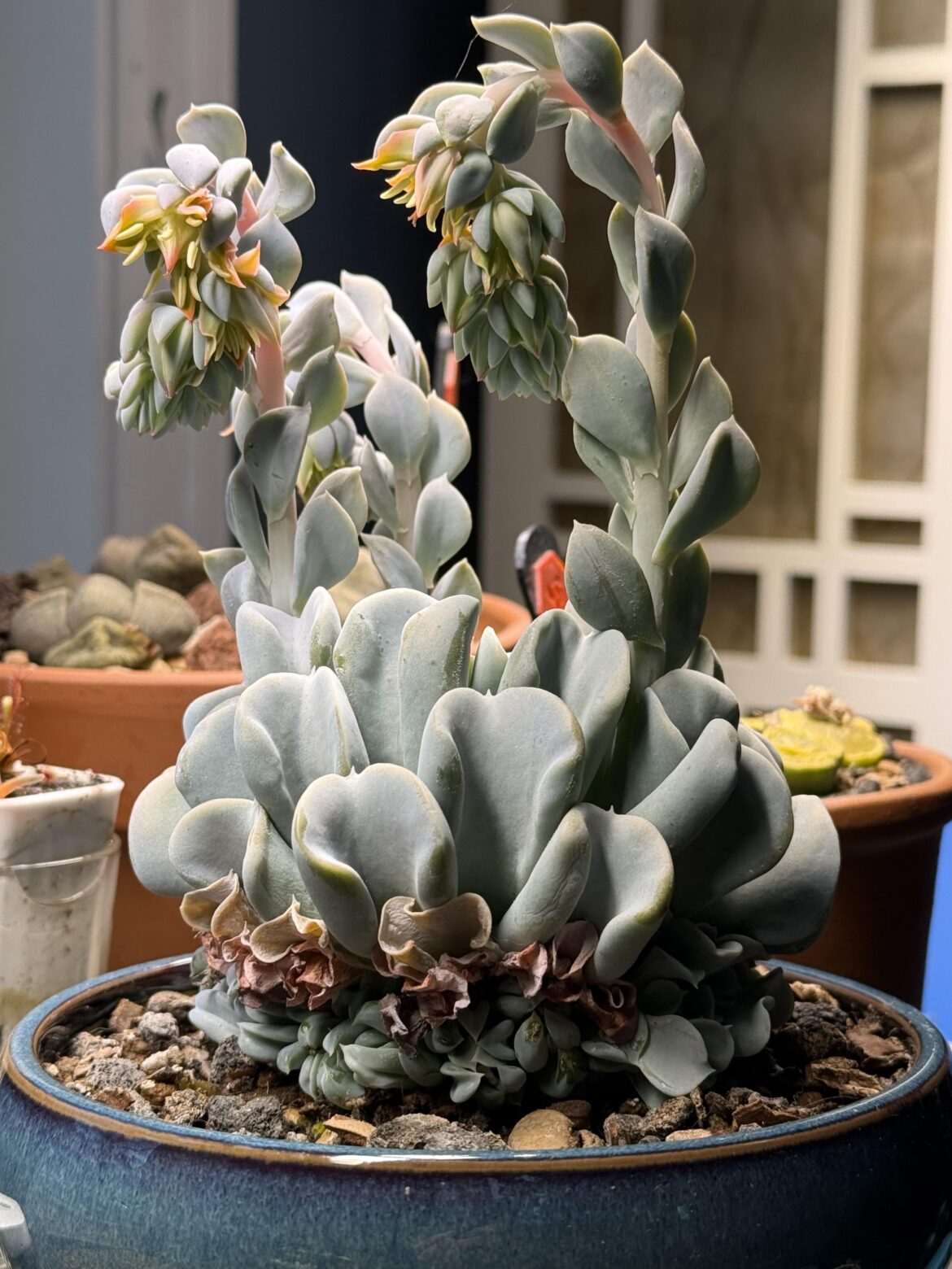 Blooming Topsy Turvy