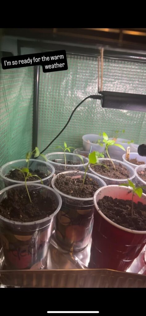 How often to use this fertilizer on these seedlings?