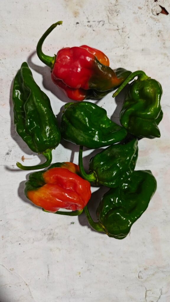 Scotch Bonnet : First Harvest