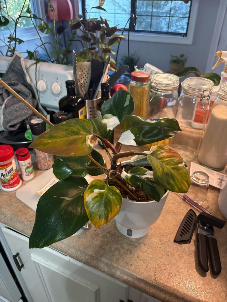 whats going on with my white knight?