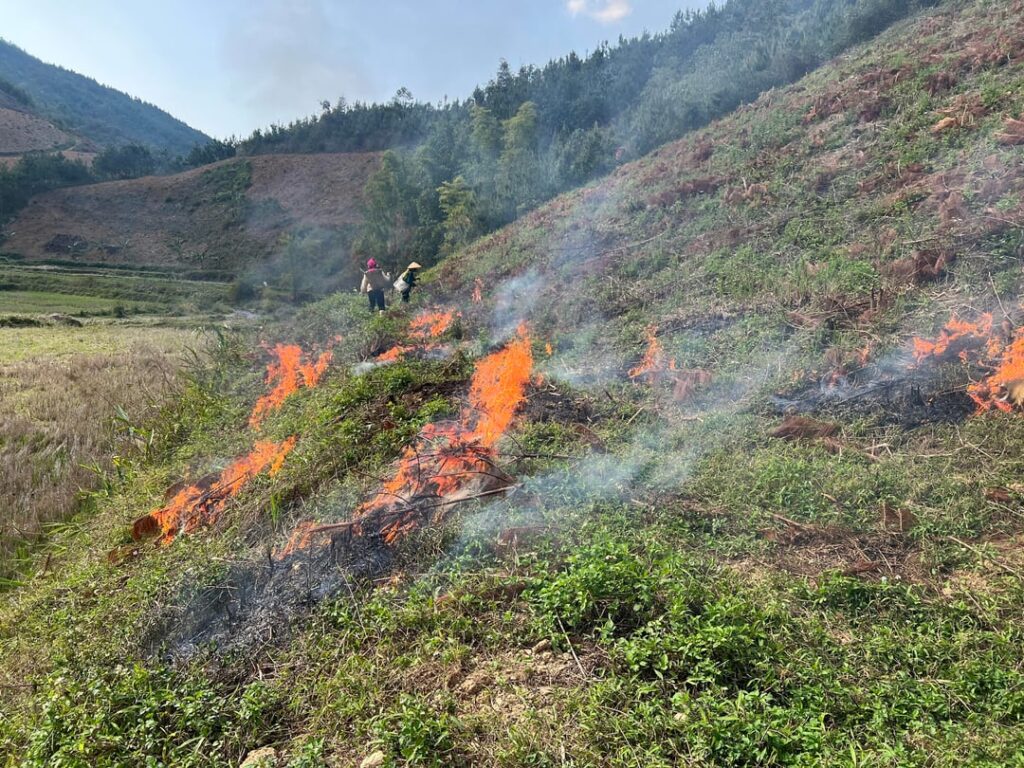 Burning the fields to prepare for planting trees.