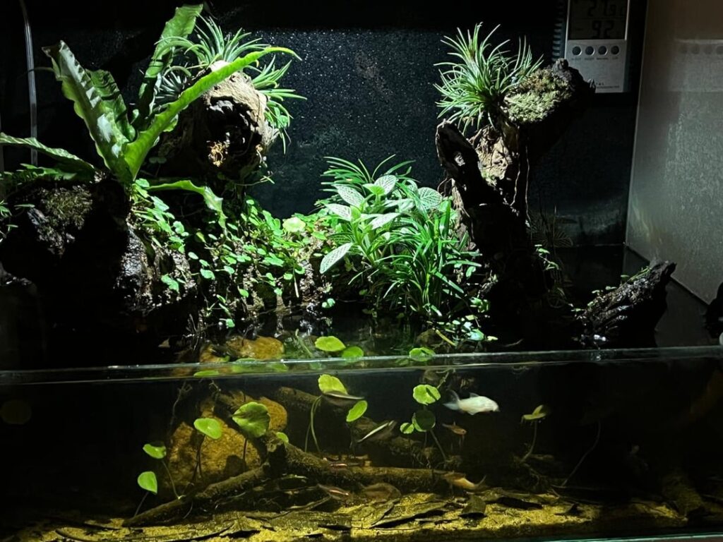 ~4 year old ant farm x paludarium