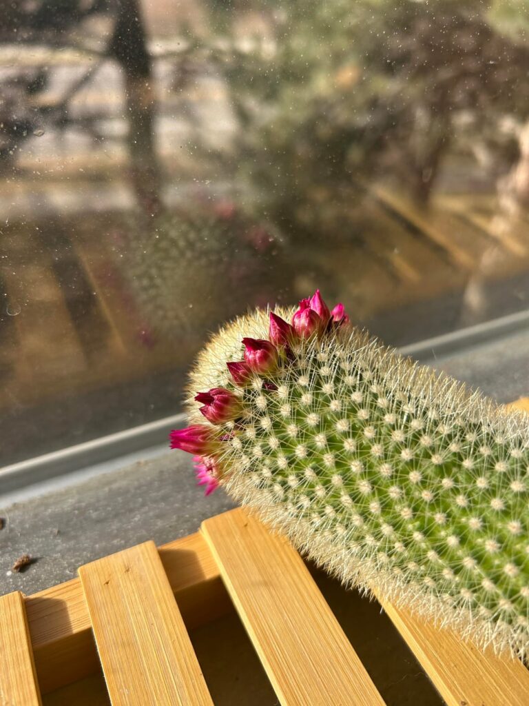 After pulling this cactus out of a dumpster and removing the hot-glued plastic flowers and taking careful care it across 3 apartments for the past 5 years, I’ve been rewarded with a flower crown!