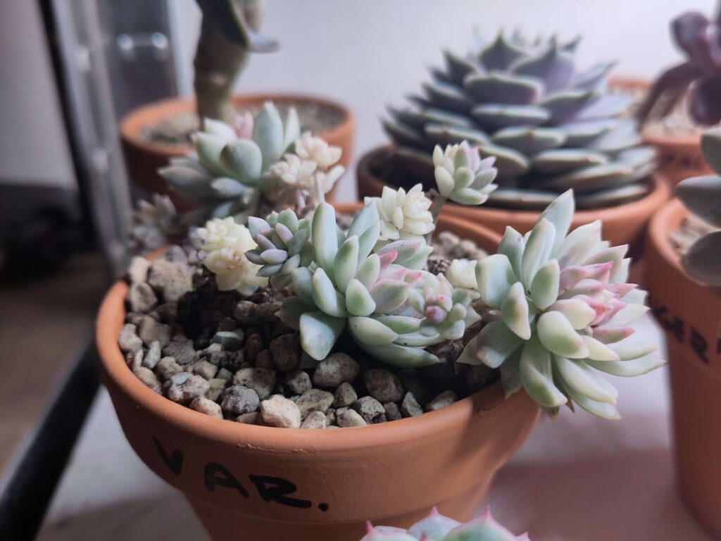 Just got this guy in the mail along with some others, variegated echeveria prolifica