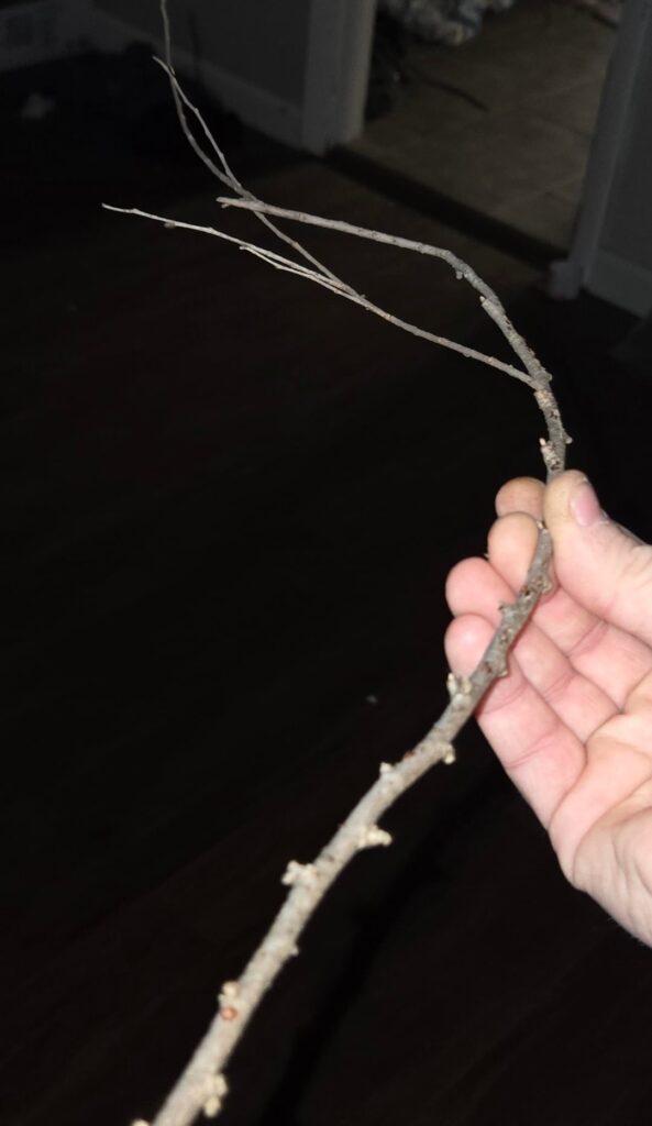 Elm? Cottonwood? 🌳