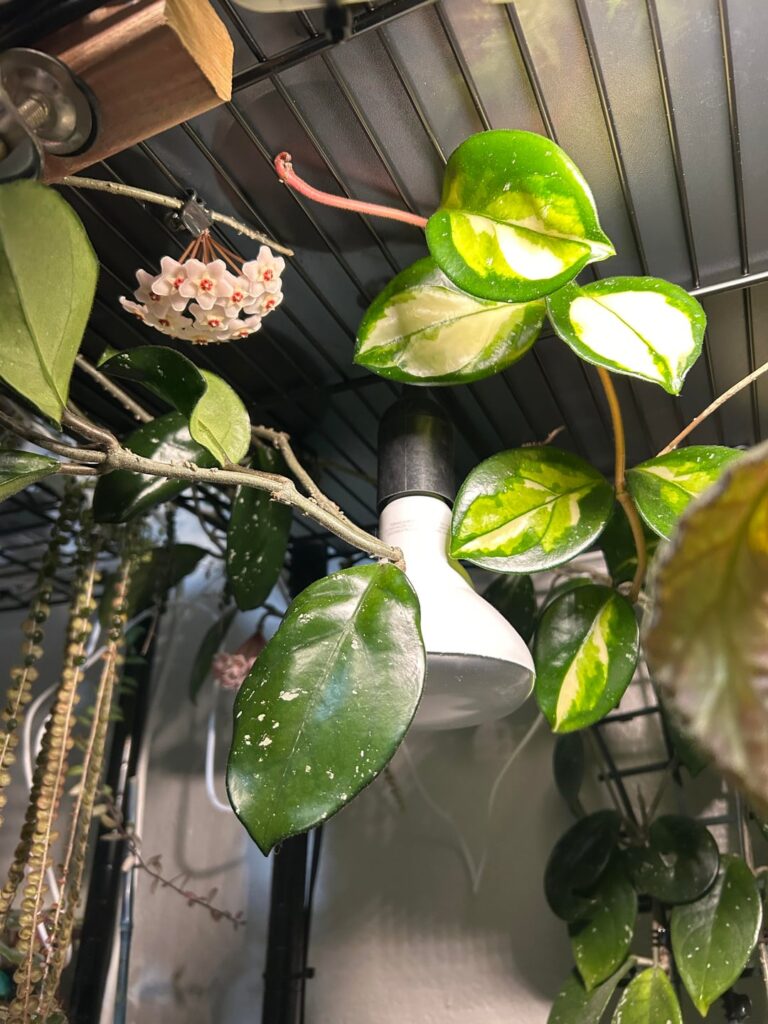 Hoya carnosa flower perfuming the room