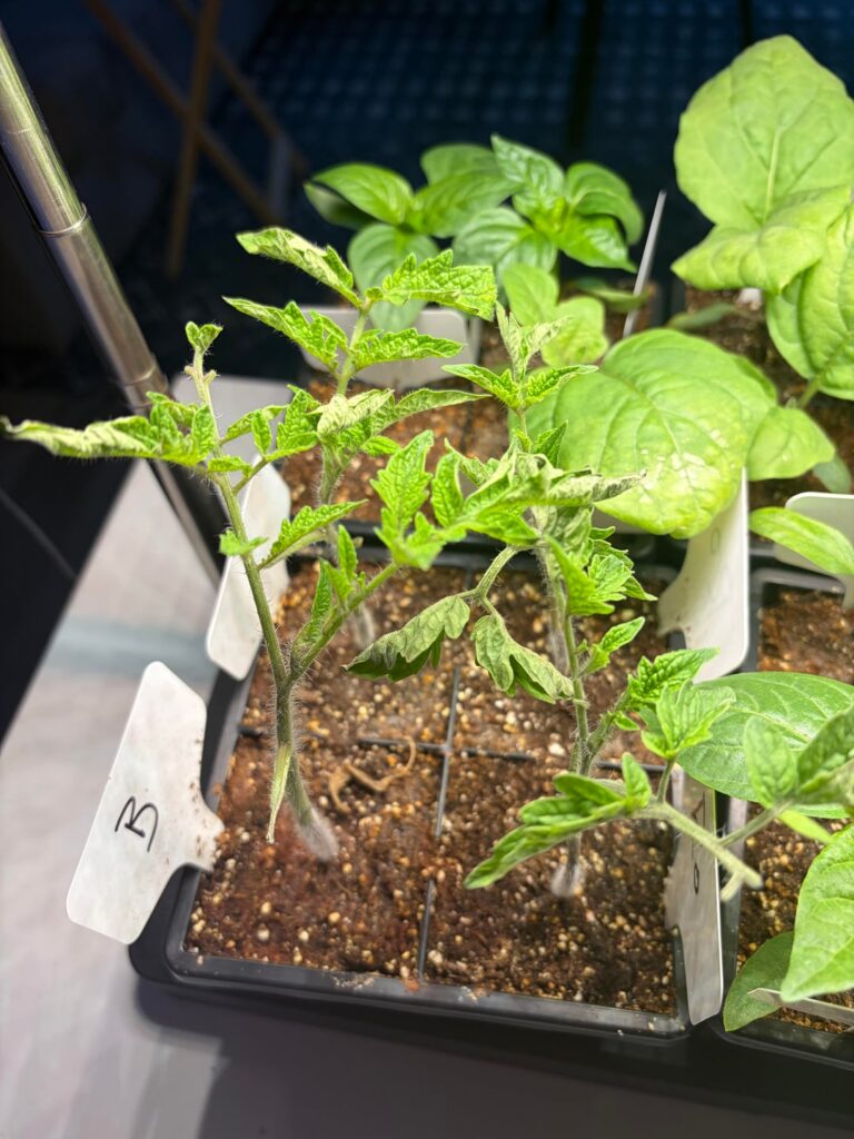 Troubleshooting tomato seedlings Troubleshooting tomato seedlings