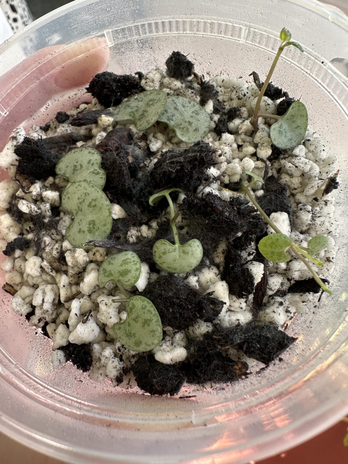 Butterfly method + plastic bag for humidity led to mold right away??