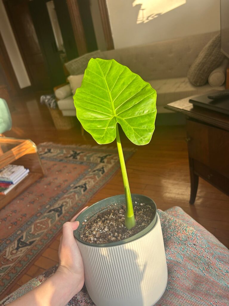 Watching my first new leaf emerge