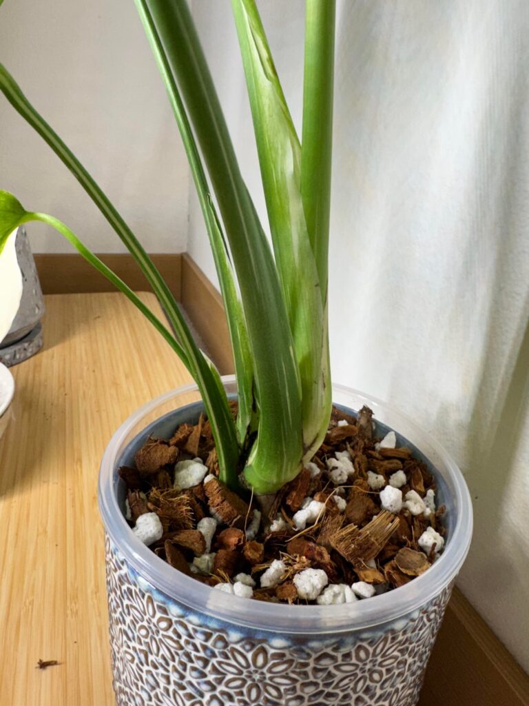 Repotted for the first time. How did I do?