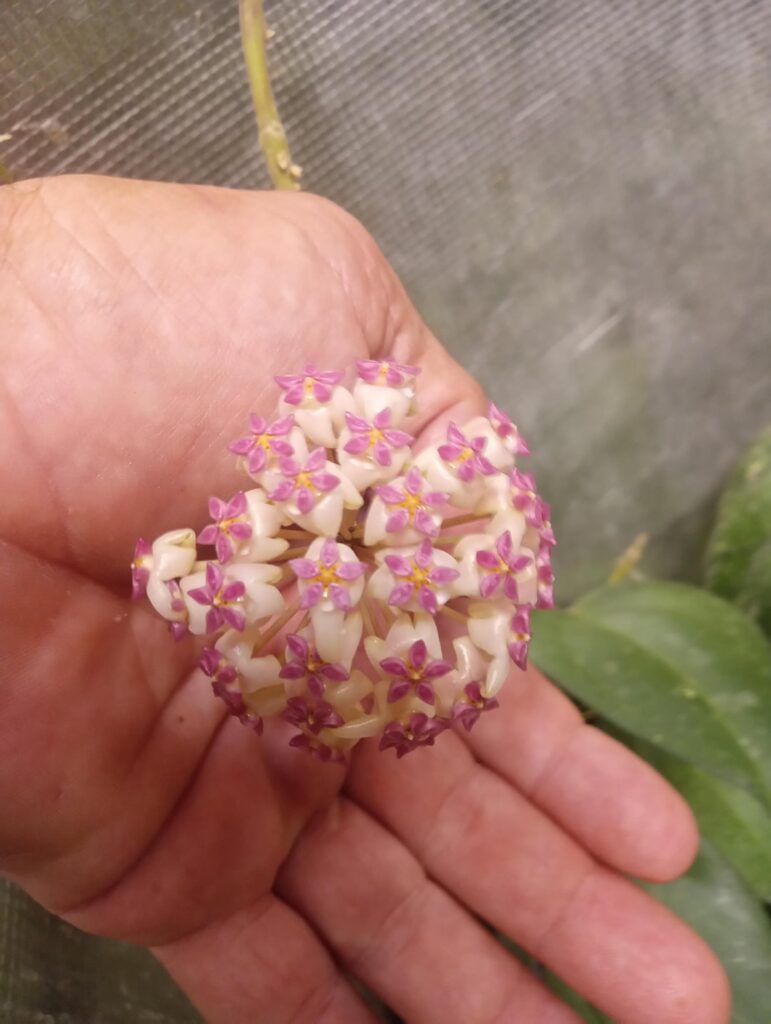 Patcharwalai #23 has always been easy for me . wonderful hoya