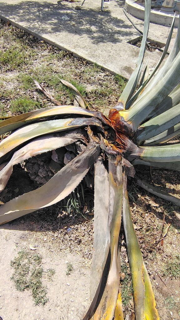 Possible to save grandmother's plant