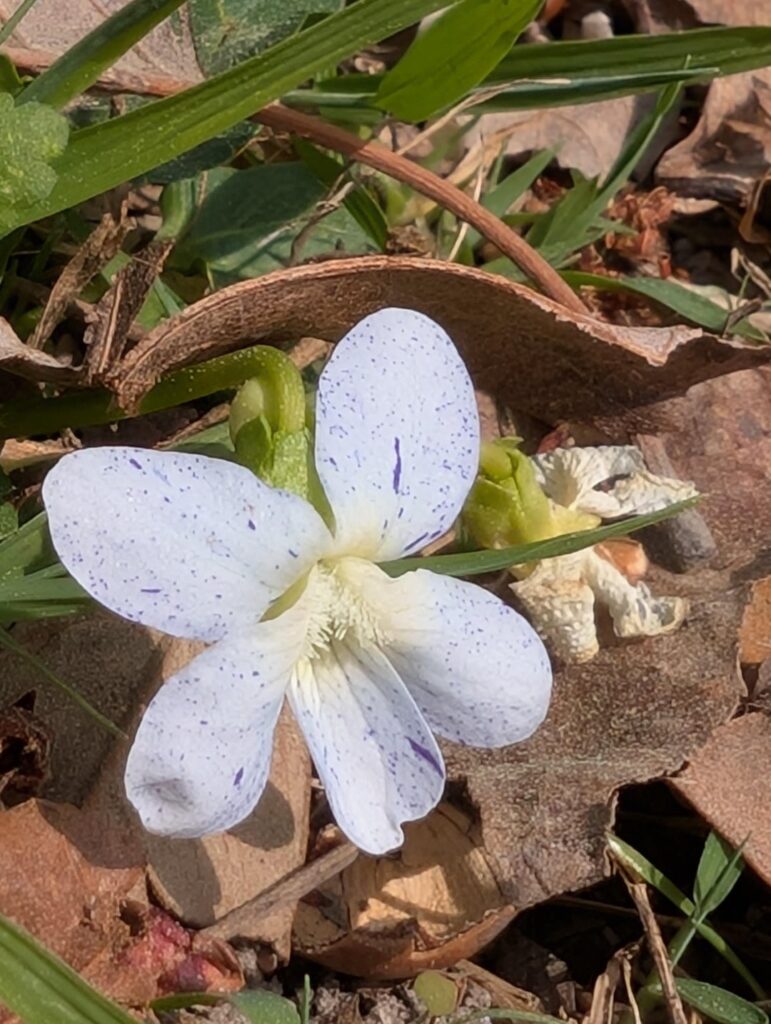 Show me your violets!