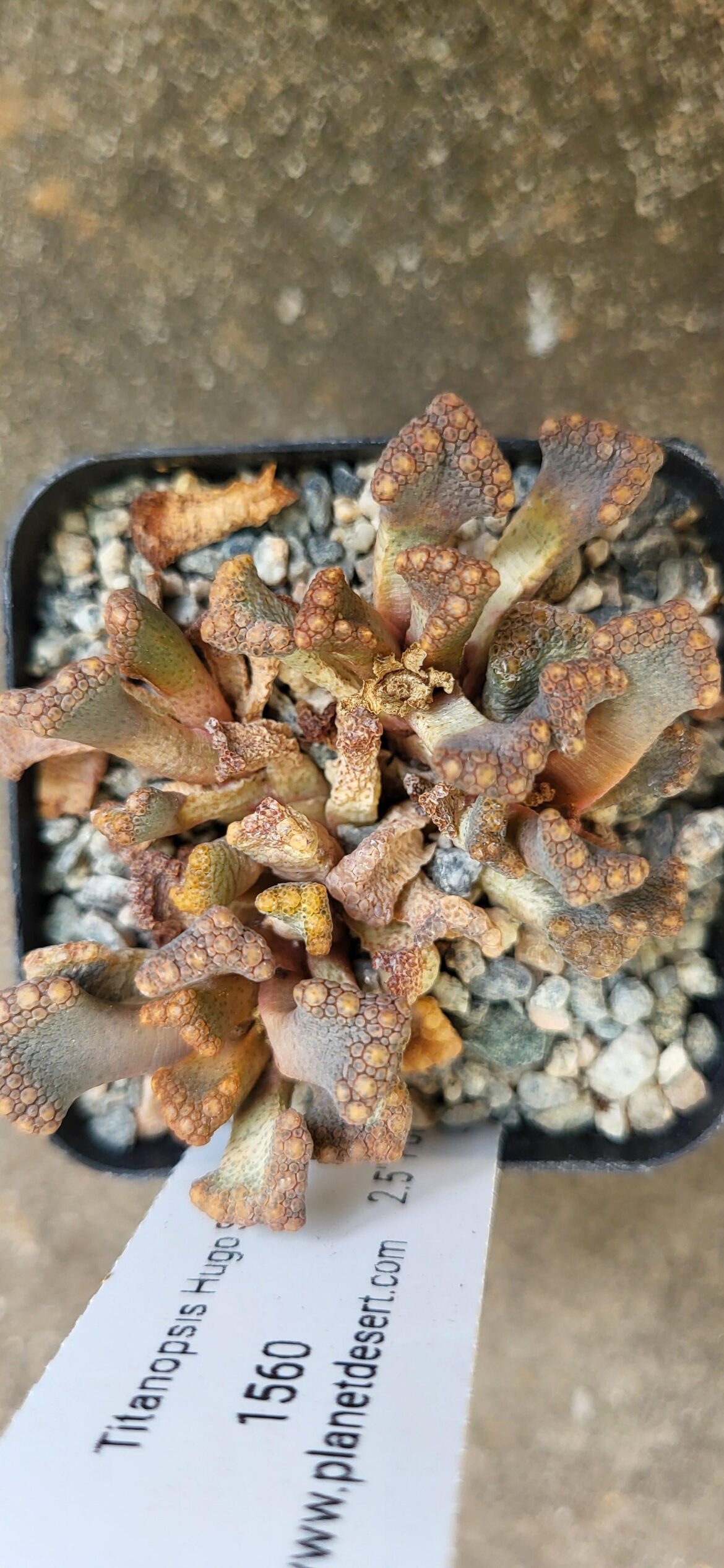 Titanopsis help