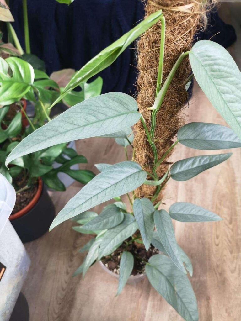 my cebu on its way to mature leafs. The upsizing since it accepted the pole is just 🤯