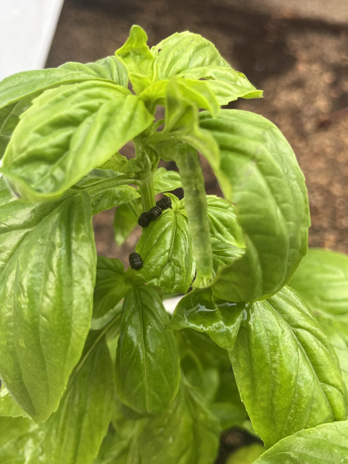 Who made this ?poo on my basil?
