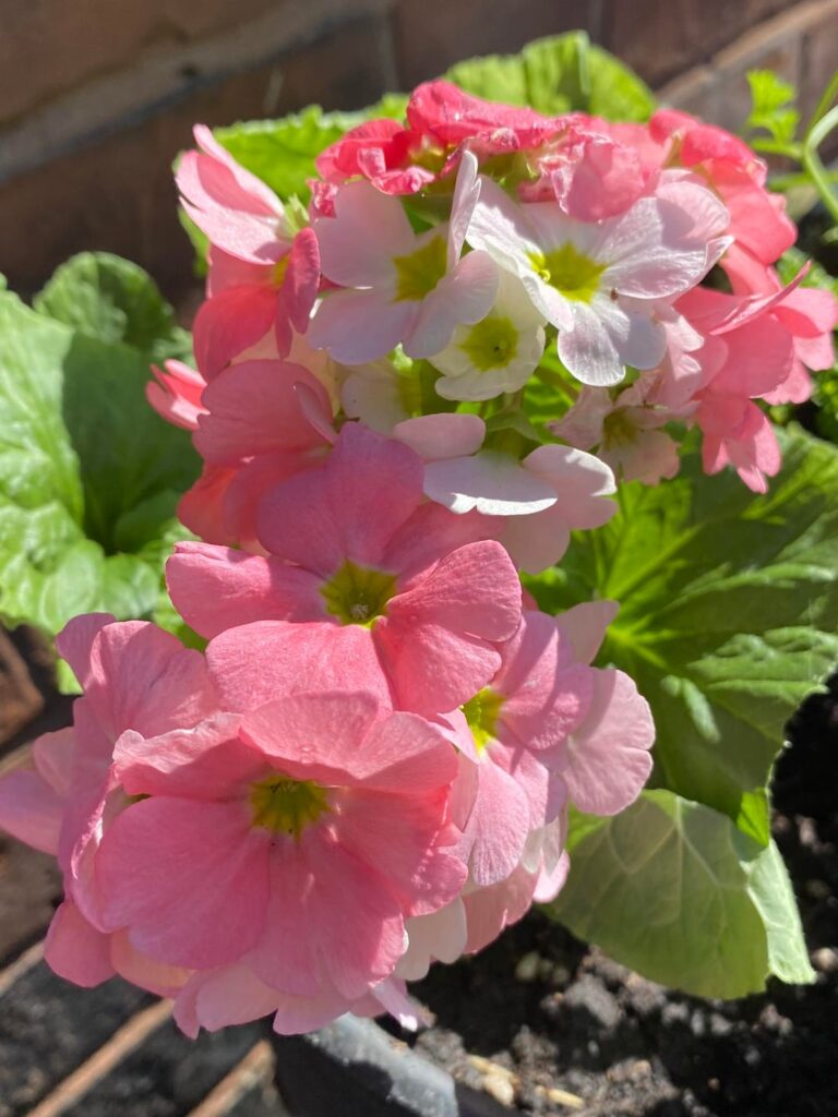 german primroses