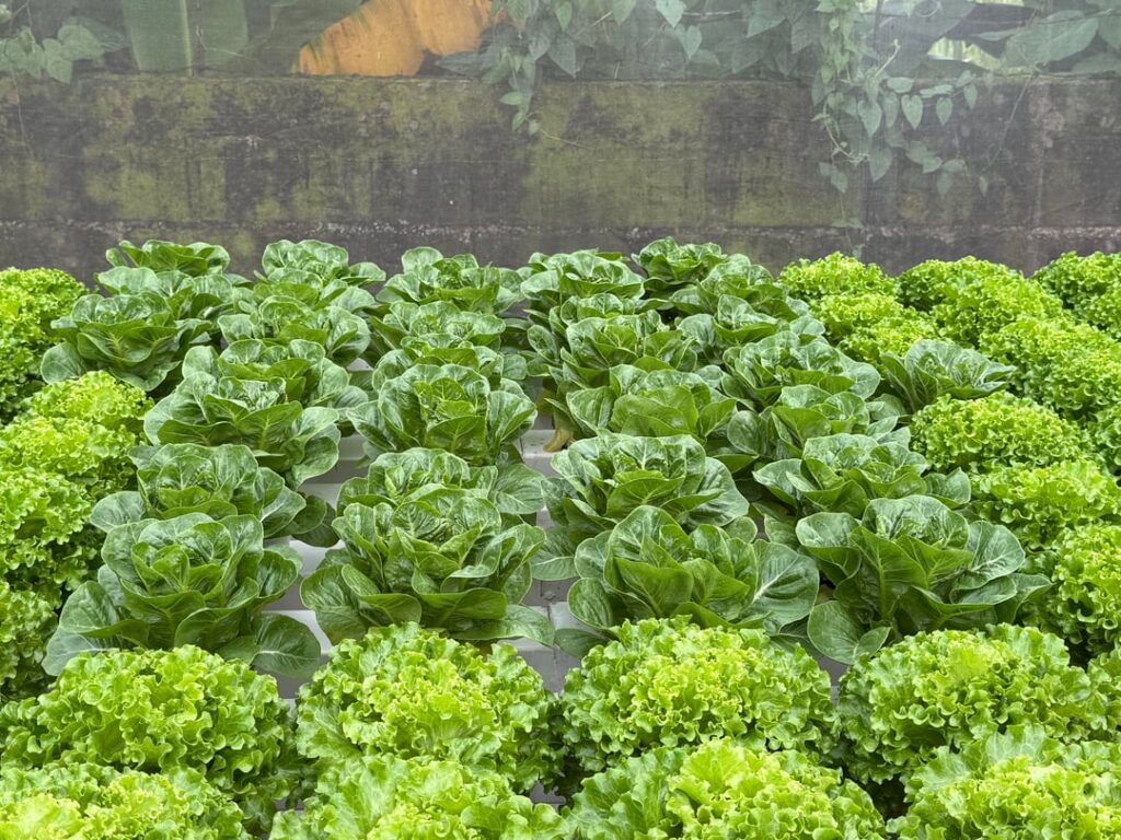 Philippines hydroponics farmer
