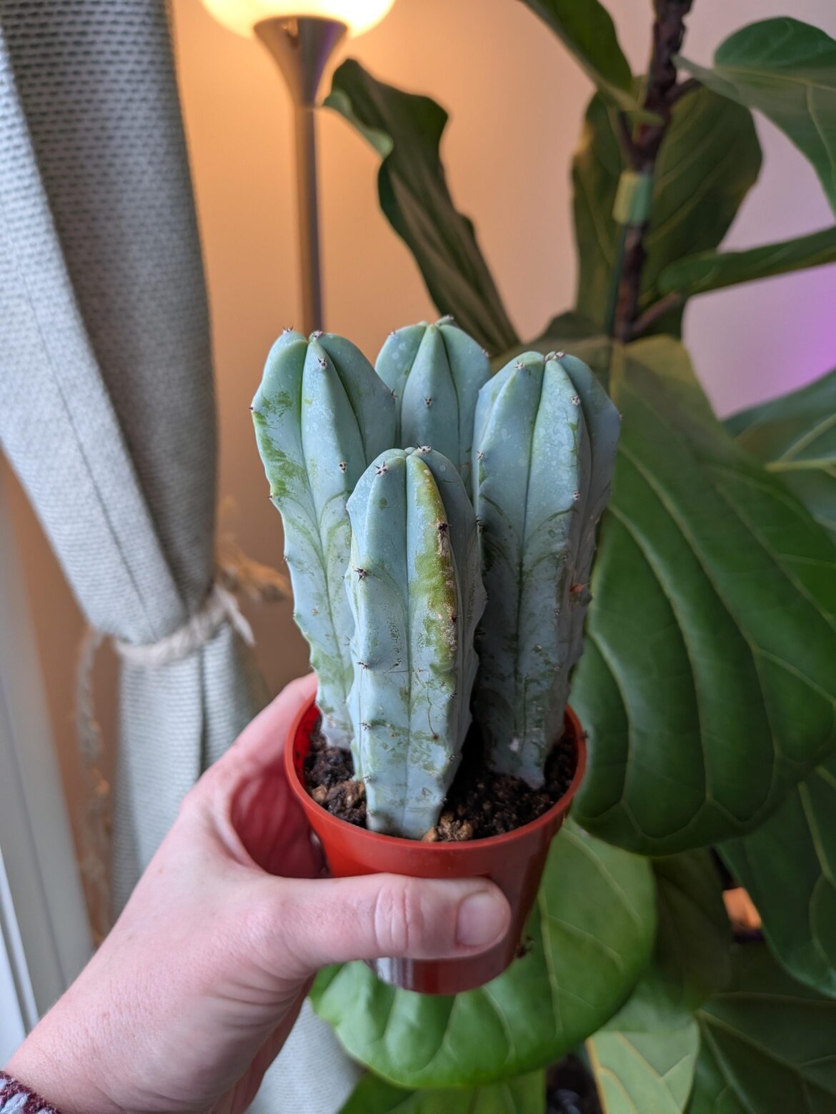 Planting advice