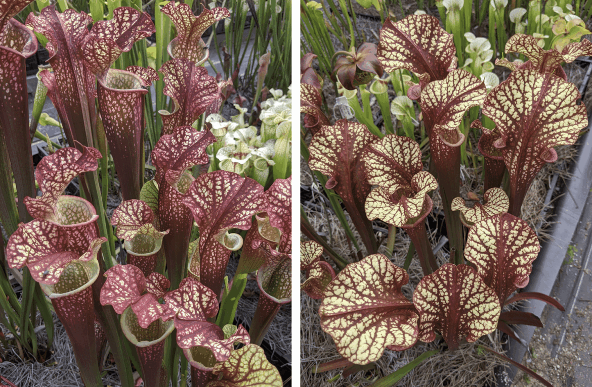 What’s everyone’s favorite sarracenia species/locality/hybrid? What's everyone's favorite sarracenia species/locality/hybrid?