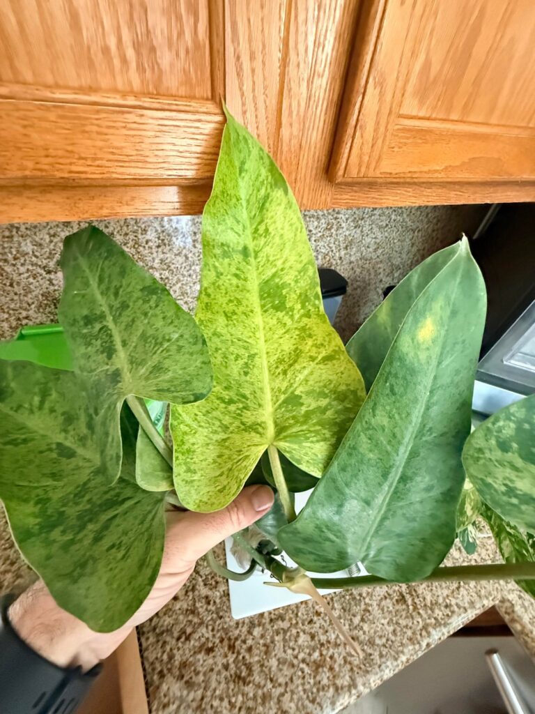Variegated Whipple Way
