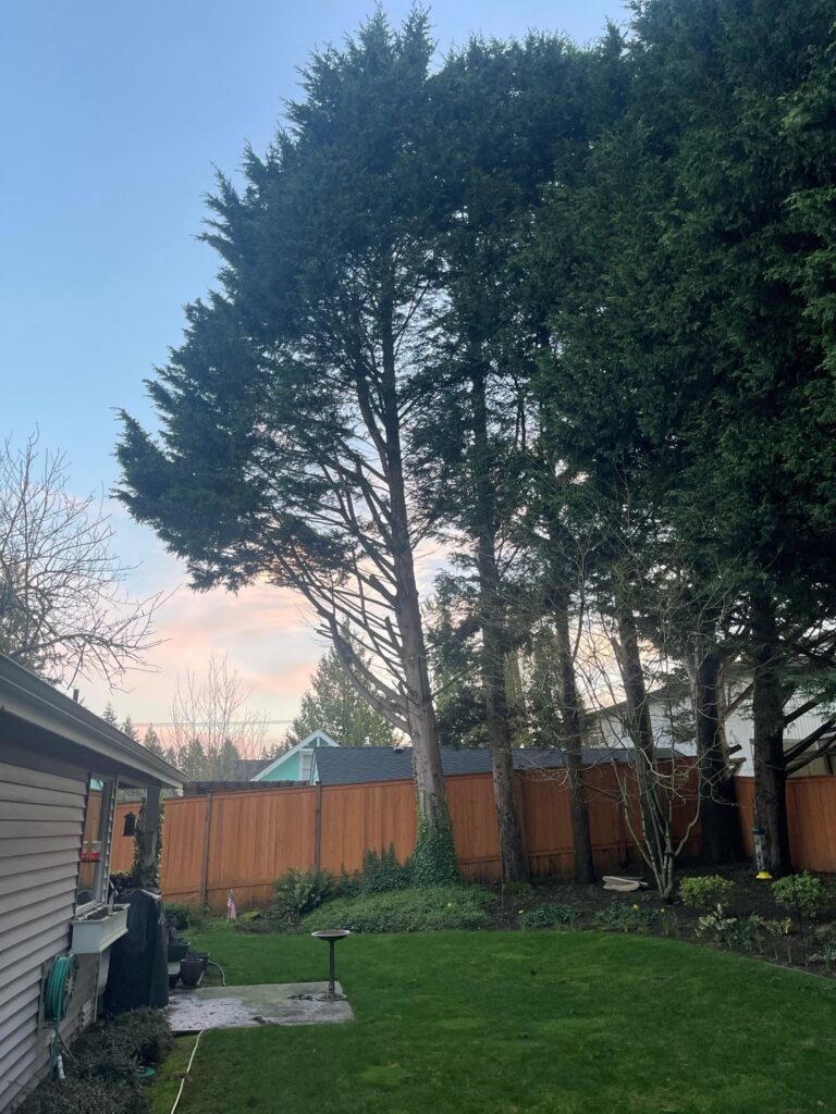 Neighbor apparently hates trees Neighbor apparently hates trees