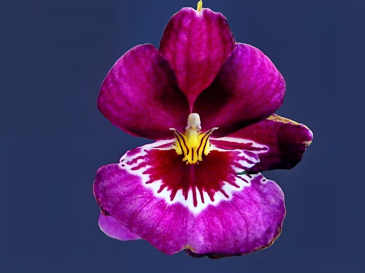 ORQUÍDEA PENSAMIENTO.(Miltoniosis).