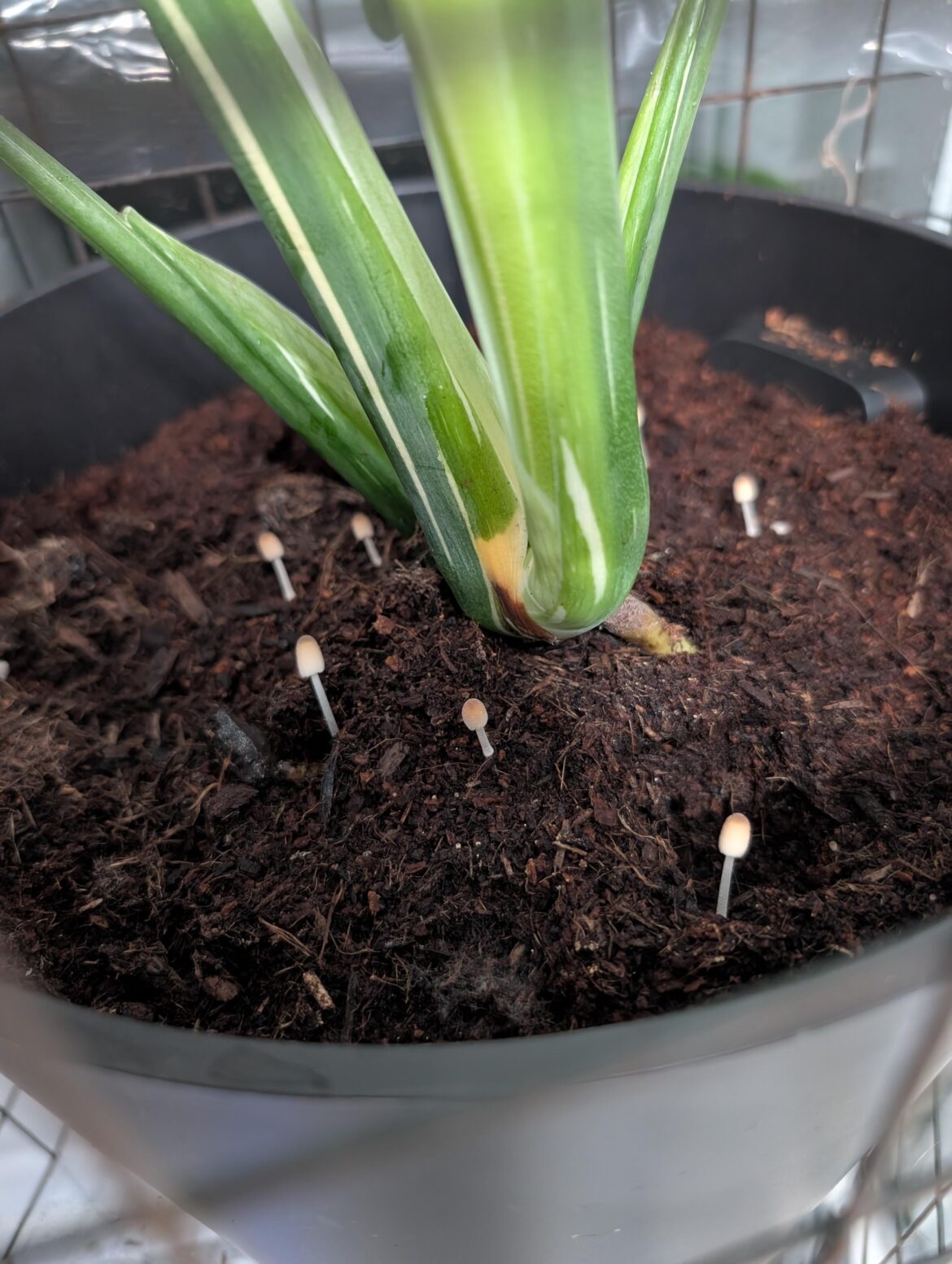 Monstera pot mushrooms