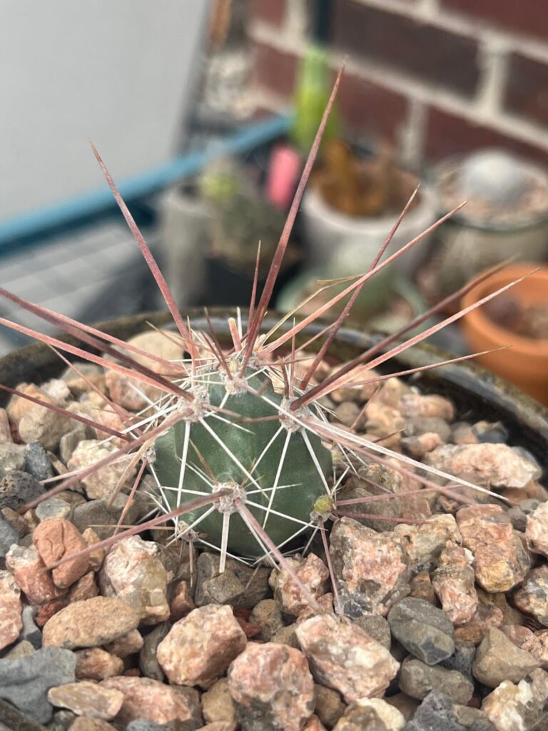 New growth finally on Grusonia schottii.